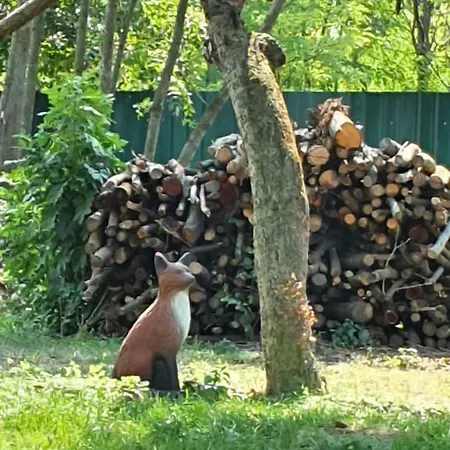 Homestay Und Steirerengel - Ferien & Jagd